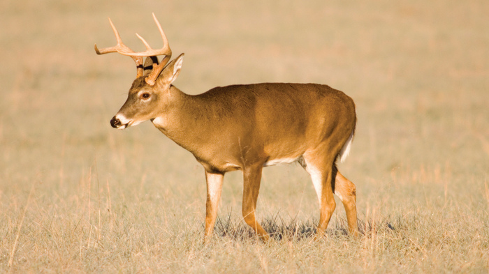 Whitetail Deer Behavior: Insights to Enhance Your Hunting Strategy